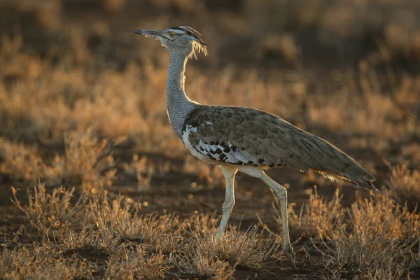 Kori Olbrzymi Ptak Dumnie Wysokiej Trawie Kruger National Park — Zdjęcie stockowe