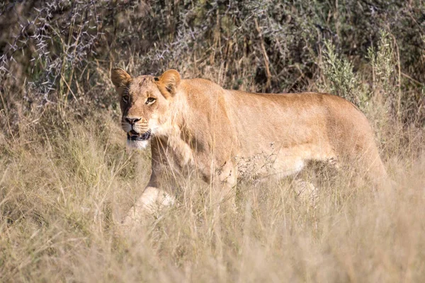 Leona Caminando Través Hierba Alta Mientras Caza Comida Sudáfrica — Foto de Stock