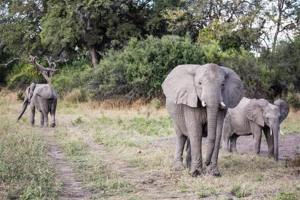 Elefantes Africanos Caminando Por Los Arbustos Parque Nacional Kruger Sudáfrica — Foto de Stock