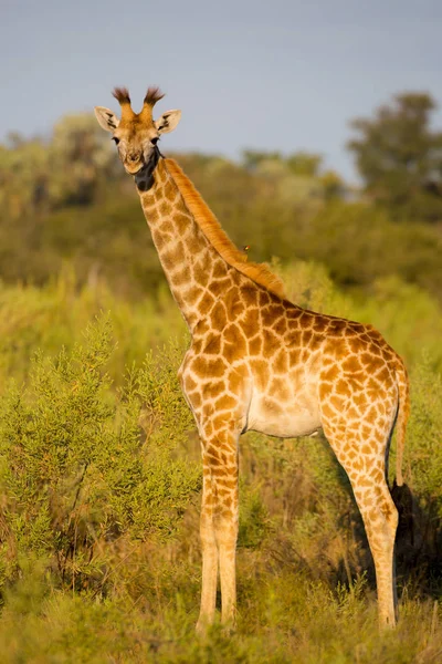 Giraff Stående Öppen Bush Letar Fara Afrika — Stockfoto