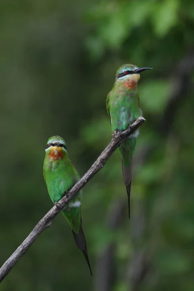 Par Abelhas Comedores Bochechas Azuis Empoleirados Ramo Com Fundo Verde — Fotografia de Stock