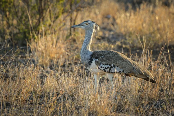 Kori Olbrzymi Ptak Dumnie Wysokiej Trawie Kruger National Park — Zdjęcie stockowe