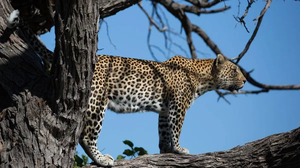Female Leopard Tree Kruger National Park Africa — Stock Photo, Image