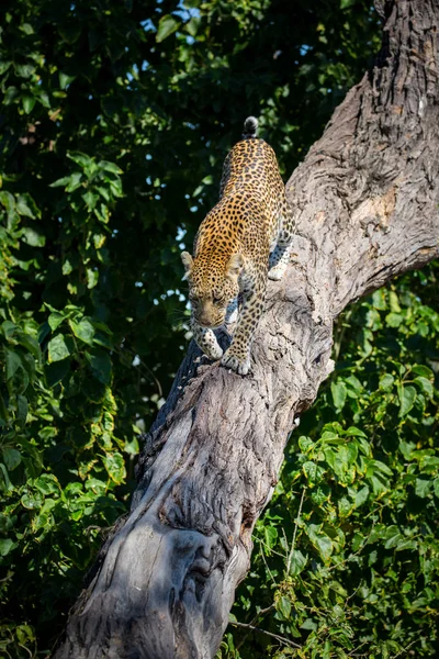 Female Leopard Tree Kruger National Park Africa — Stock Photo, Image