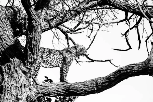 Black White Photo Female Leopard Tree Kruger National Park Africa — Stock Photo, Image