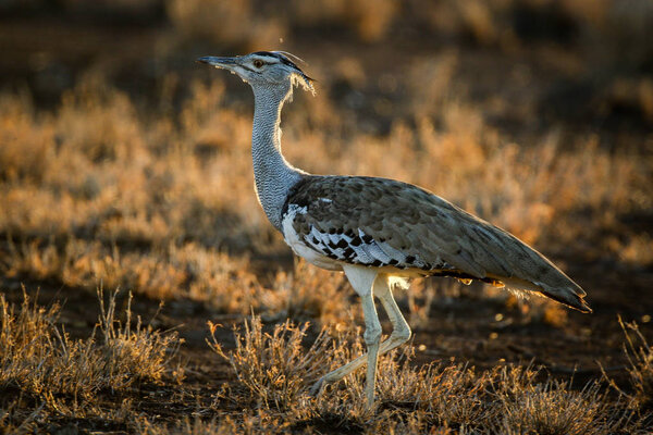 Kori bustard bird strutting through tall grass, Kruger National Park