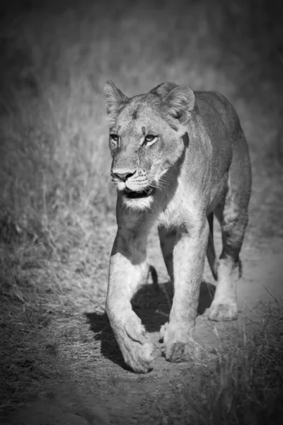 Löwin Tier Südafrika — Stockfoto