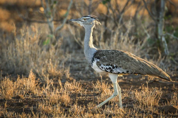 Kori Trappe Vogel Stolziert Durch Hohes Gras Kruger Nationalpark — Stockfoto