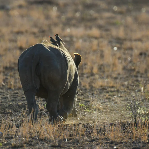 Rinoceronte Blanco Mientras Come Parque Nacional Kruger — Foto de Stock