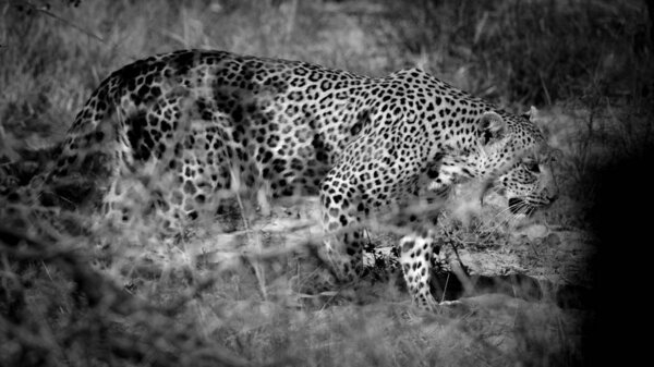 Black and white photo of Leopard female looking for lost kitten, Africa