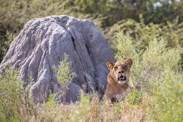 Lioness Animal Dél Afrikai Köztársaság — Stock Fotó