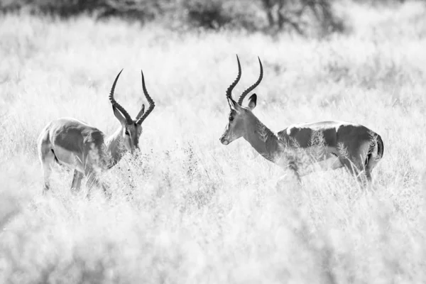 Antelopes Grama Longa Pôr Sol África — Fotografia de Stock