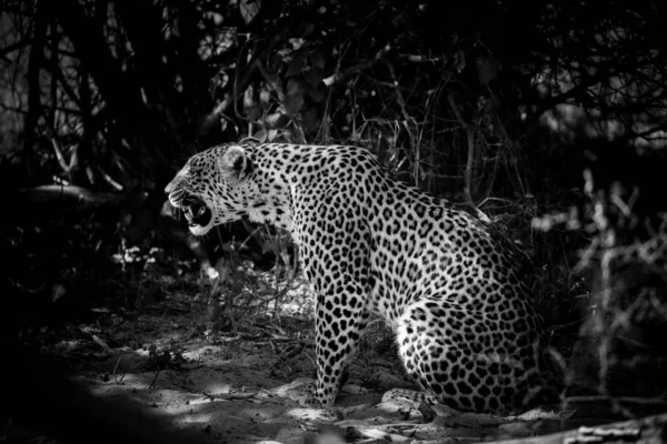 Black and white photo of Leopard female sitting on ground calling for lost kitten, Africa