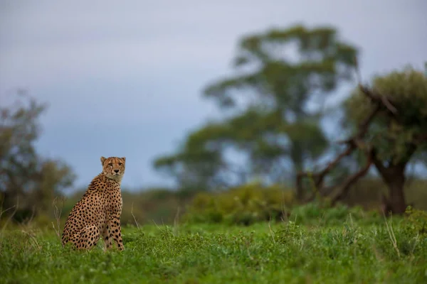 Osamělý Gepard Odpočívat Trávě Dávat Pozor Kořist Krugerův Národní Park — Stock fotografie