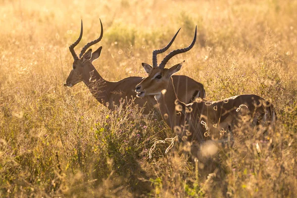 Dvojice Impalních Antilop Berů Dlouhé Trávě Afrika — Stock fotografie