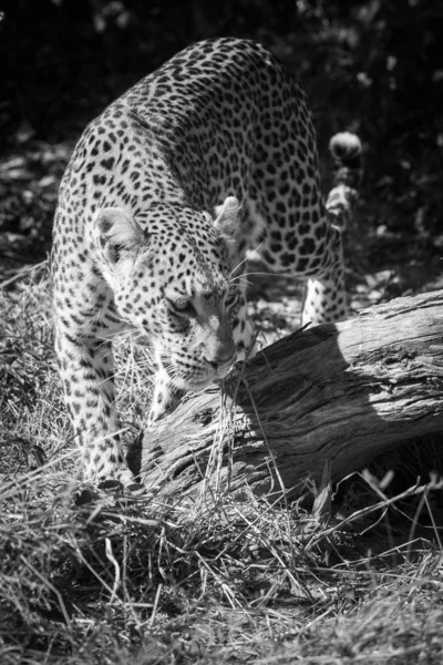 Foto Preto Branco Leopardo Feminino Caminhando Pelo Mato Sobre Árvore — Fotografia de Stock