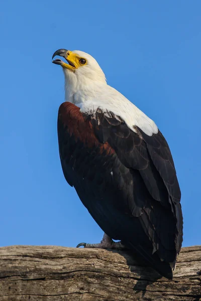 Portret Van Afrikaanse Vis Eagle Hoofd — Stockfoto