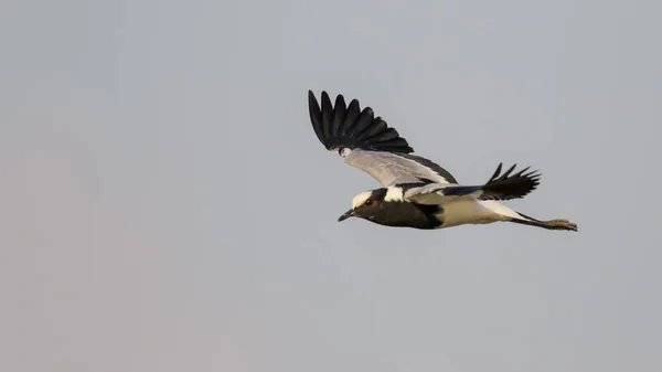 Pied Kingfisher Bird Flight Cloudy Sky Background Kruger National Park — Stock Photo, Image