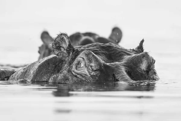 Hippopotamus Floden Kruger National Park Sydafrika — Stockfoto