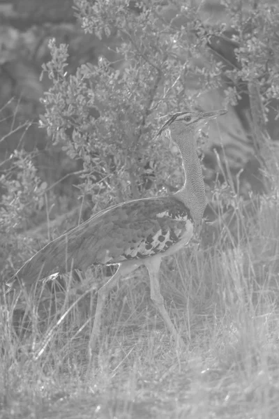 Pájaro Avutarda Kori Pavoneándose Través Hierba Alta Parque Nacional Kruger — Foto de Stock