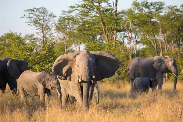 Африканские Слоны Идущие Сквозь Кусты Национальный Парк Крюгера Южная Африка — стоковое фото