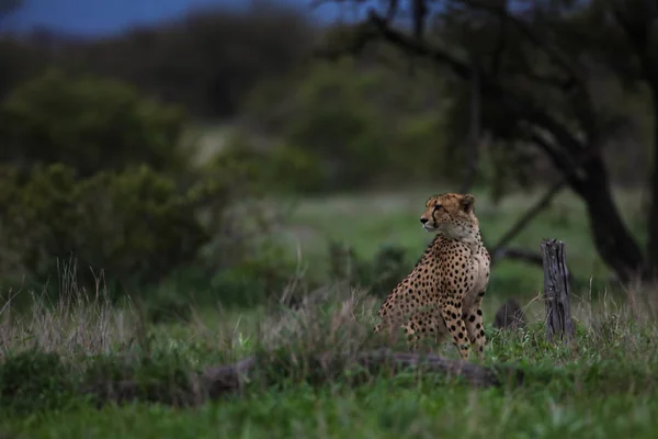 Osamělý Gepard Odpočívat Trávě Dávat Pozor Kořist Krugerův Národní Park — Stock fotografie