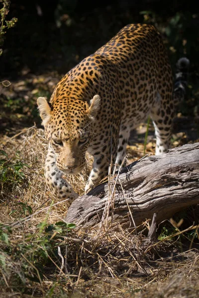 Leopardenweibchen Beim Gassigehen Durch Busch Und Über Baum Auf Der — Stockfoto