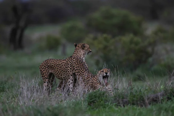 Birlikte Kruger National Park Güney Afrika Avlamak Hazırlanıyor Çitalar Grubu — Stok fotoğraf