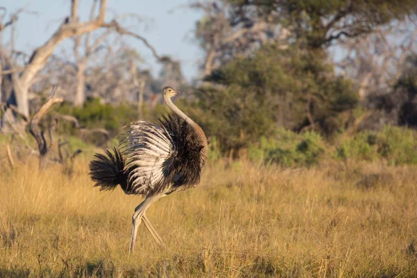 Männlicher Straußenvogel Übt Paarungstanz Afrika — Stockfoto