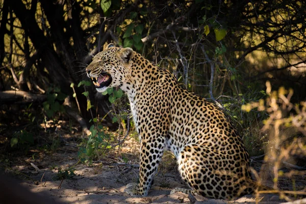 Leopard Female Sitting Ground Calling Lost Kitten Africa — Stock Photo, Image