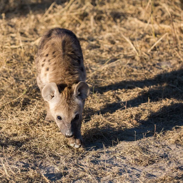 Spotted Hyena Puppy Cute Face Early Morning Light — Stok Foto