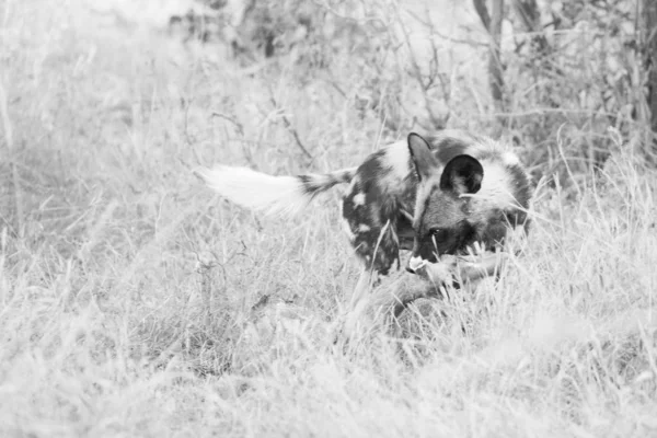 Gesichtete Hyäne Frisst Alte Antilopenkeule Zum Fressen Kruger Nationalpark Südafrika — Stockfoto
