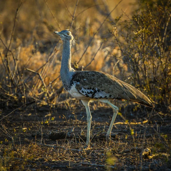 Kori Olbrzymi Ptak Dumnie Wysokiej Trawie Kruger National Park — Zdjęcie stockowe