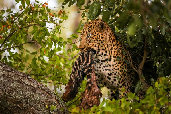 Leopard Kruger National Park South Africa — стоковое фото