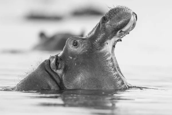 Hippopótamo Rio Parque Nacional Kruger África Sul — Fotografia de Stock