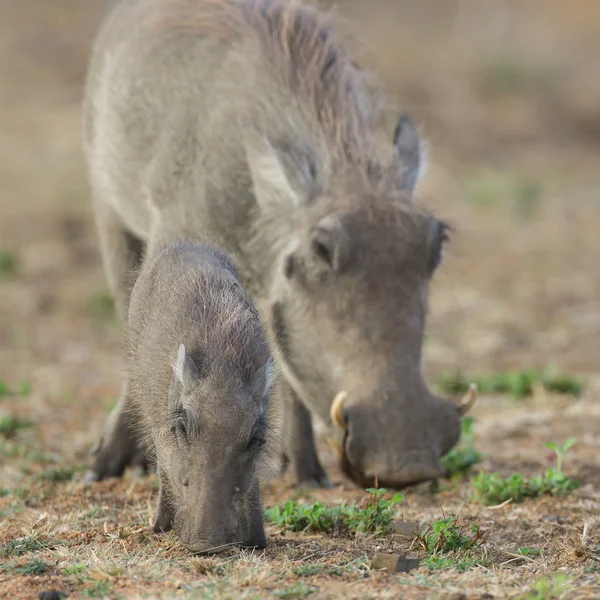 Bayi Dan Induk Warthogs Makan Rumput Kering Kruger National Park — Stok Foto