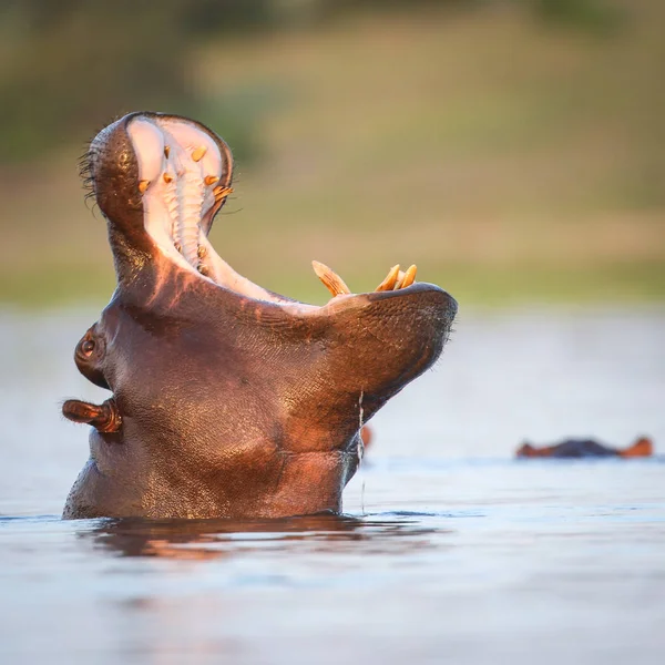 Hipopotam Rzece Kruger National Park Republika Południowej Afryki — Zdjęcie stockowe