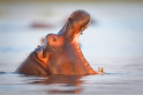 Hippopotamus Řece Kruger National Park Jižní Afrika — Stock fotografie