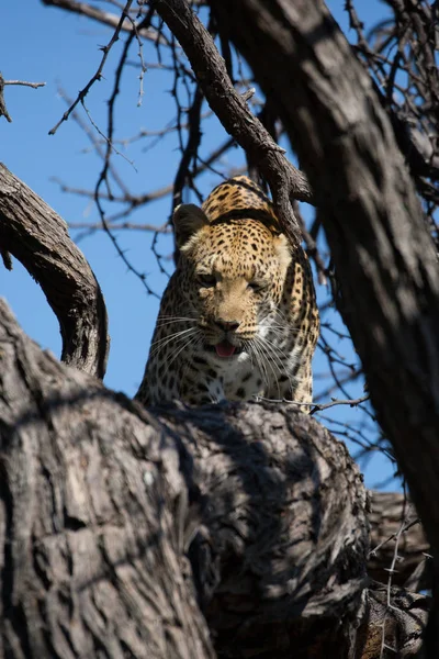 Female Leopard Tree Kruger National Park Africa — Stock Photo, Image