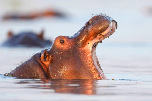 Hipopótamo Río Parque Nacional Kruger Sudáfrica —  Fotos de Stock