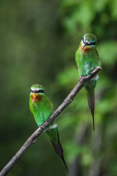 Pair Blue Cheeked Bee Eaters Perched Branch Green Background — Stock Photo, Image
