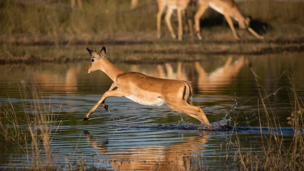 Impala Antilopy Voda Africe — Stock fotografie