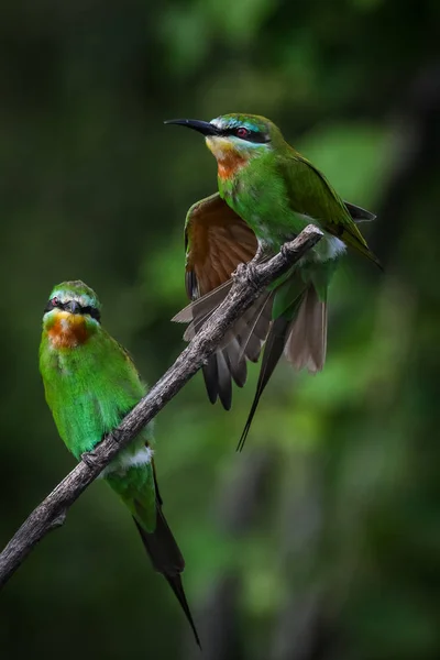 Par Abelhas Comedores Bochechas Azuis Empoleirados Ramo Com Fundo Verde — Fotografia de Stock