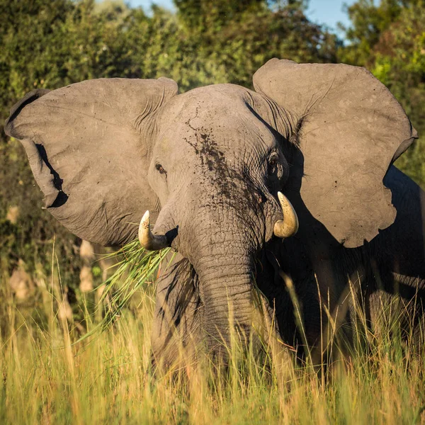 Elefante Africano Comiendo Hierba Creciendo Río Delta Del Okavango Botsuana — Foto de Stock