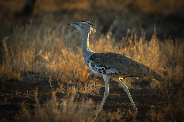 Kori Trappe Vogel Stolziert Durch Hohes Gras Kruger Nationalpark — Stockfoto