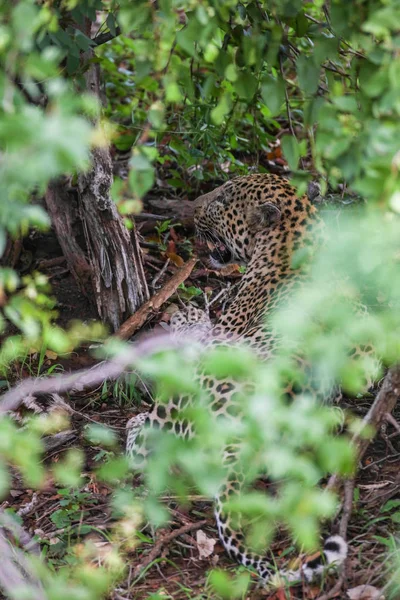 Leopardo Parque Nacional Kruger Sudáfrica — Foto de Stock