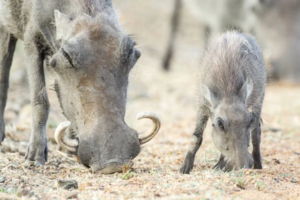 Baby Szülő Varacskos Disznók Étkezési Száraz Kruger Nemzeti Park — Stock Fotó