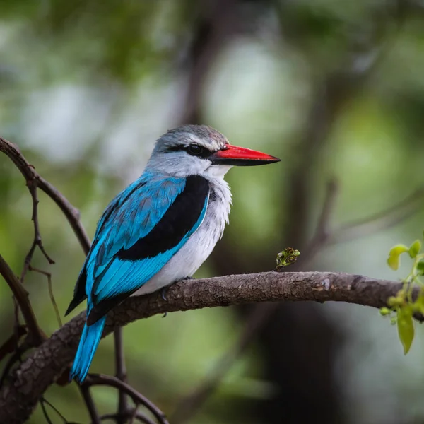 Woodland kingfisher birds couple on branch of tree looking talking, Kruger National Park, South Africa