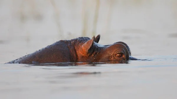 Hipopótamo Río Parque Nacional Kruger Sudáfrica — Foto de Stock