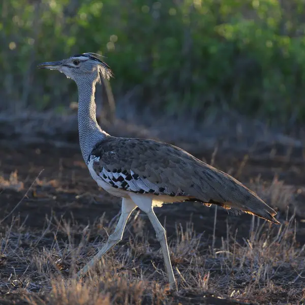 Kori Olbrzymi Ptak Dumnie Wysokiej Trawie Kruger National Park — Zdjęcie stockowe